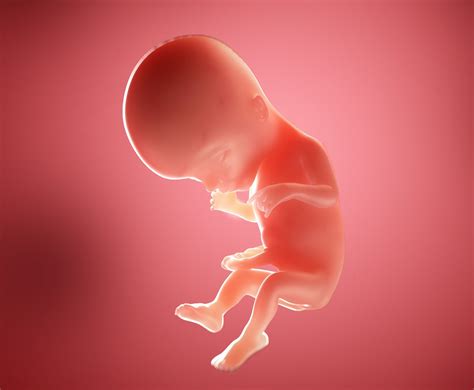 17 weeks pregnant