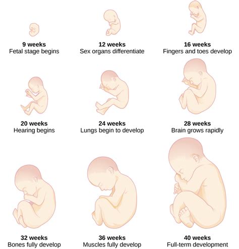 26 Week Fetus Cognitive Development