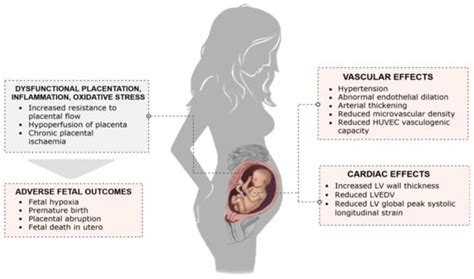 26 Week Fetus Risks And Complications