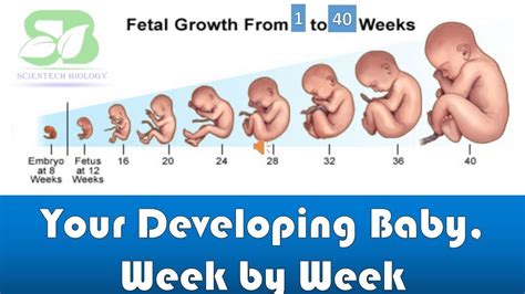 28 Week Baby Development