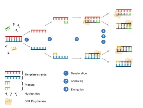 5 PCR Test Tips