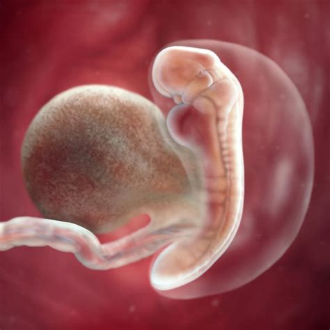 5 weeks pregnant