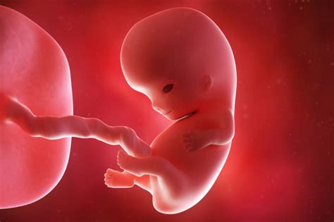 9 week fetus development
