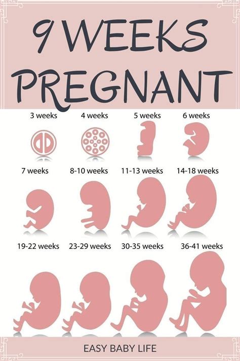 9 weeks pregnant belly