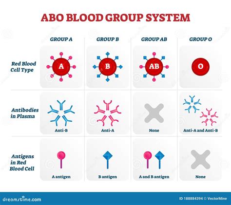ABO Blood Types