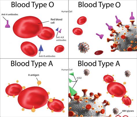 ABO Blood Types and Disease Risk