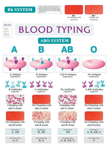 ABO Blood Types in Forensic Science