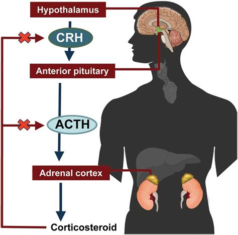 ACTH Diagnosis