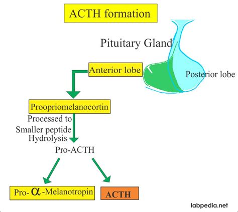 ACTH Hormone