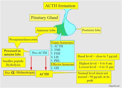 ACTH Production