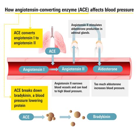 Ace Inhibitors Mechanism