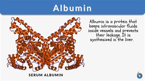 Albumin molecule