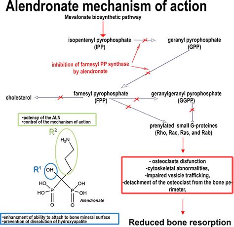 Alendronate Sodium Mechanism