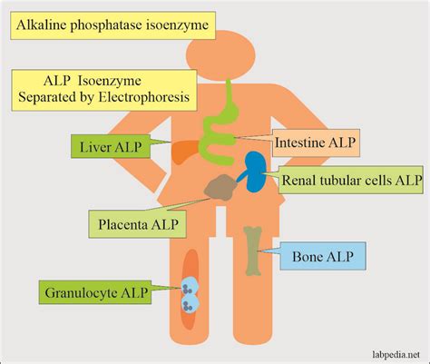 Alkaline Phosphatase