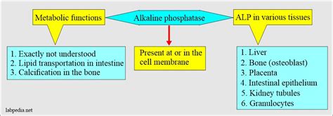 Alkaline Phosphatase Function