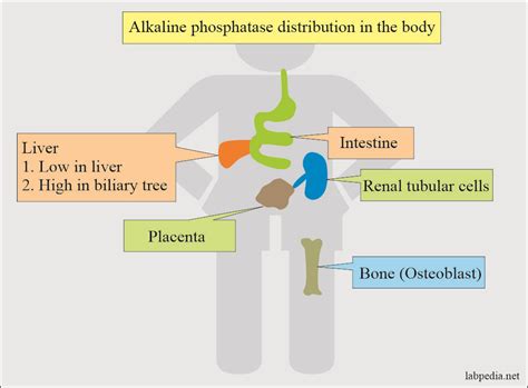 Alkaline Phosphatase Functions