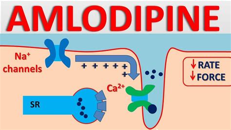Amlodipine Mechanism of Action