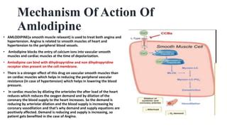 Amlodipine Mechanism of Action
