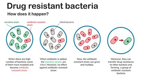 Amoxicillin Resistance
