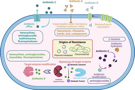 Amoxicillin Resistance