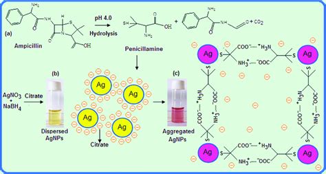 Ampicillin Mechanism of Action