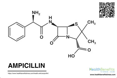 Ampicillin and Pregnancy
