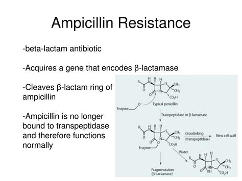 Ampicillin Resistance and Misuse