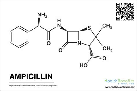 Ampicillin Uses in Medicine