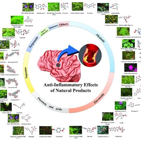 Anti-inflammatory Effects