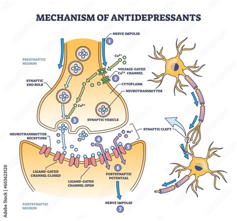 How Antidepressants Work