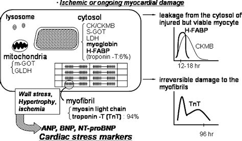 Applications of BNP