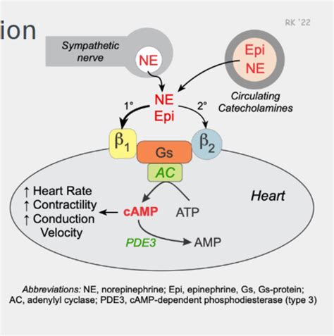 Atenolol Mechanism