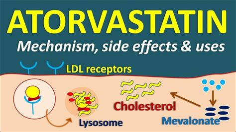 Atorvastatin Mechanism of Action