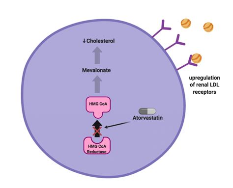Atorvastatin Mechanism of Action