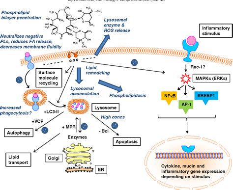 Azithromycin Mechanism of Action
