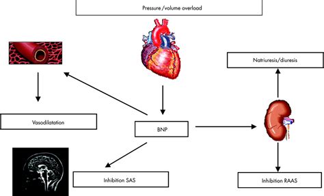 BNP Hormone Functions