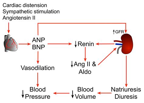 BNP Hormone Heart Failure