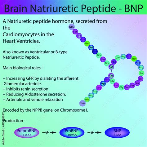 BNP Hormone Medical Conditions
