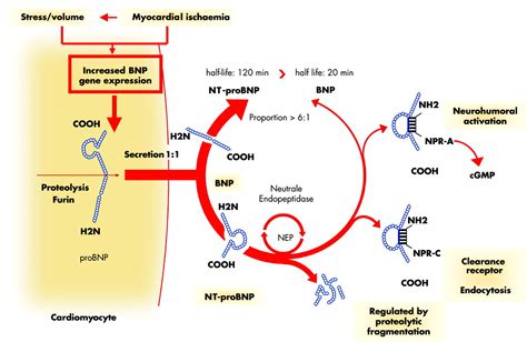 BNP Peptide Levels Introduction