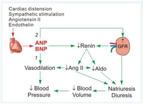 BNP Peptide Levels and Cardiovascular Risk