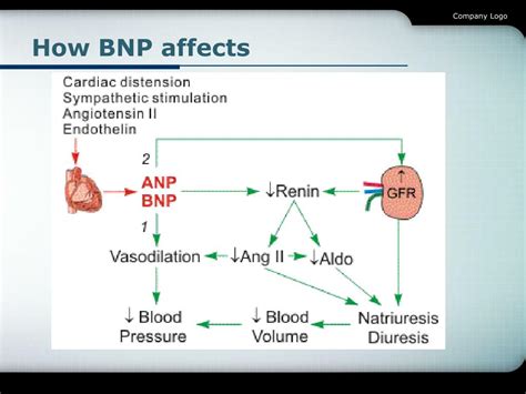 BNP and Heart Failure