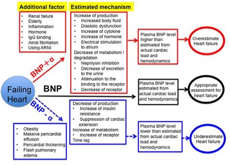 BNP in Clinical Practice