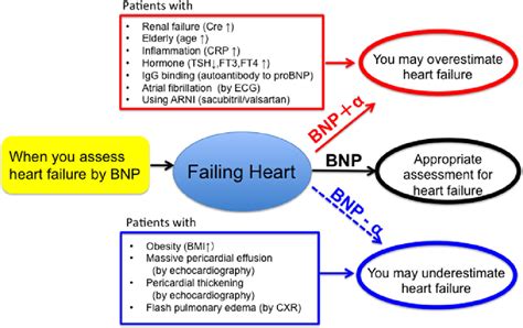 BNP in Heart Failure Management