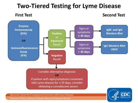 Benefits and Drawbacks of Lyme Disease Testing
