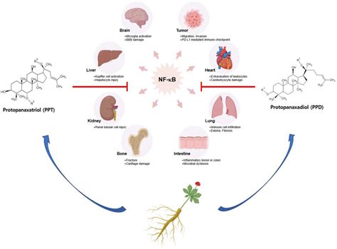 Benefits and Mechanisms