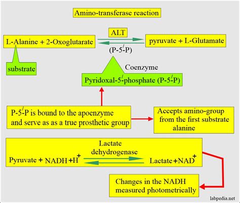Benefits of Alt SGPT