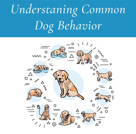 Benefits of Understanding Canine Behavior