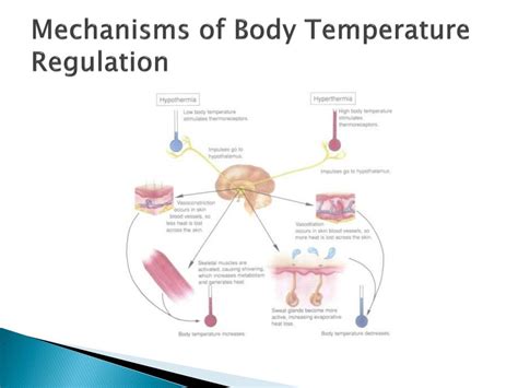 Body Temperature Regulation