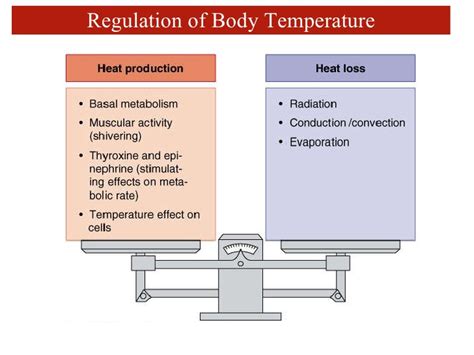 Body Temperature Regulation
