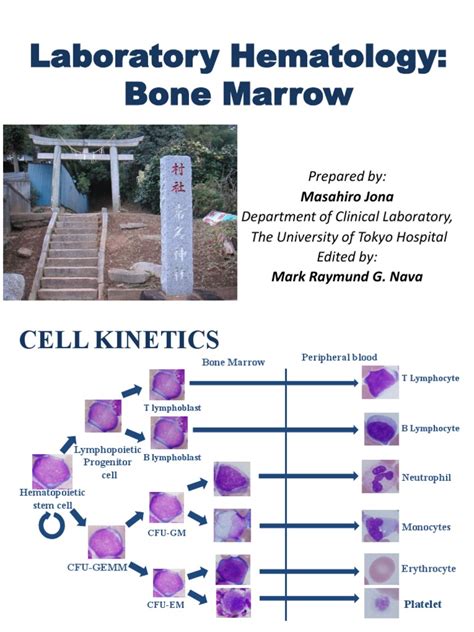 Bone Marrow Analysis